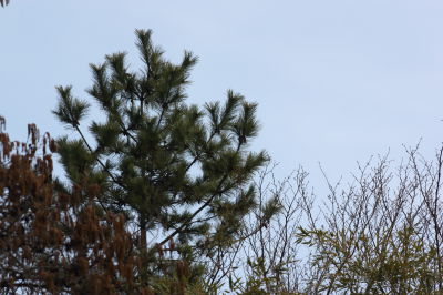 松の木に営巣開始