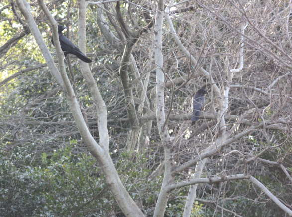 縄張りを主張するカラス