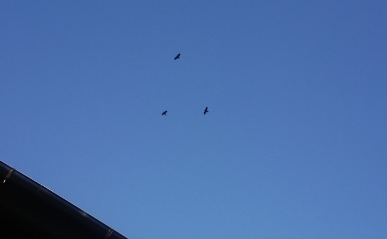 縄張りに侵入する外敵を追い払う