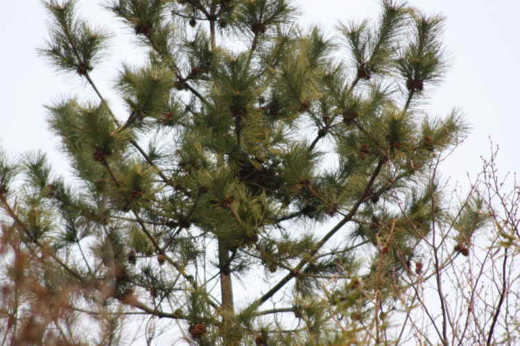 孵化が近くなる