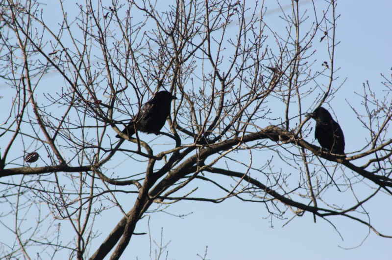 卵を放置して外出するカラス夫婦