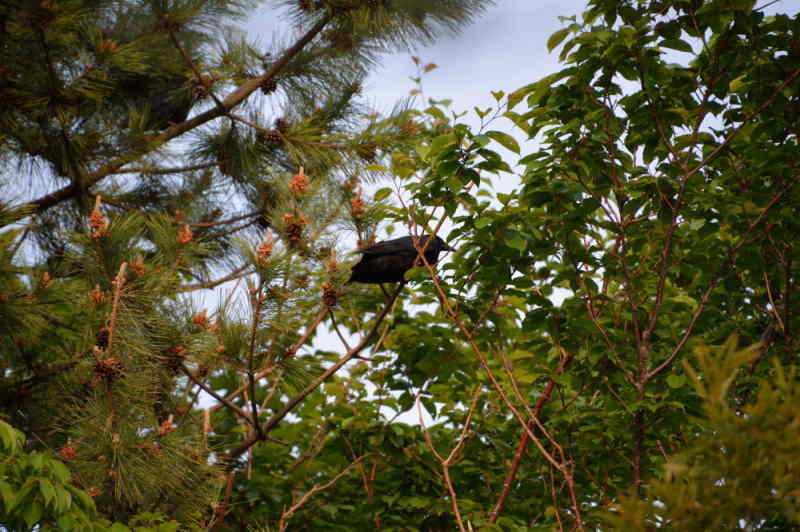 巣立ちを迎えた子ガラス