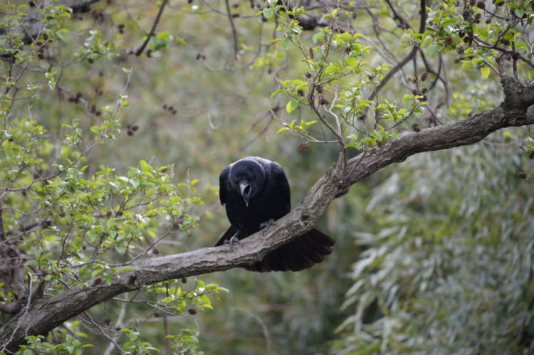 雄叫びをあげるカラス
