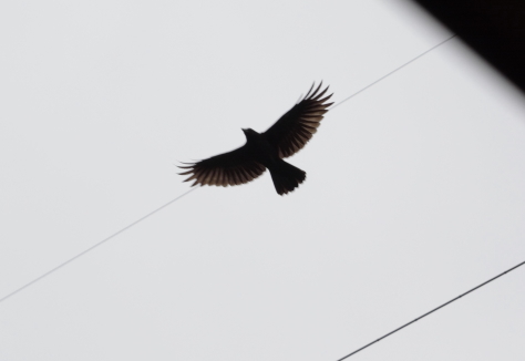 羽ばたく子ガラス