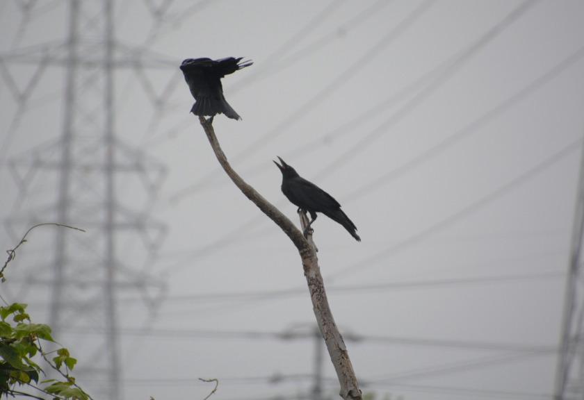 餌をねだる子ガラス