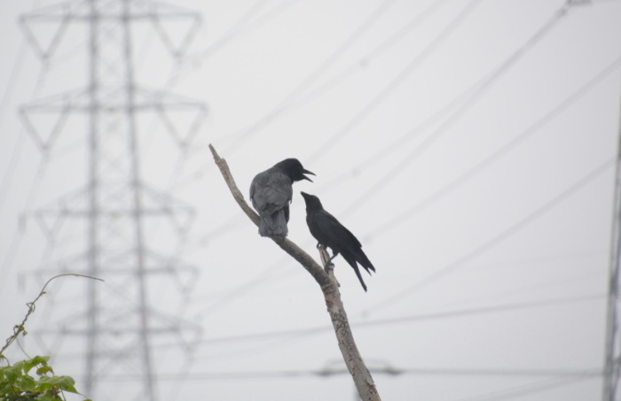 餌をねだる子ガラス