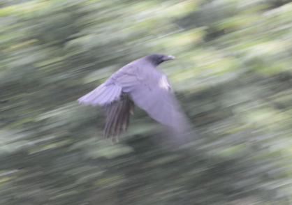 カラスの羽が白くなる