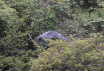 カラスの羽が白くなる