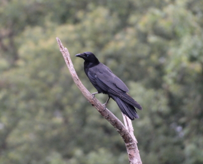 カラスのお父さん