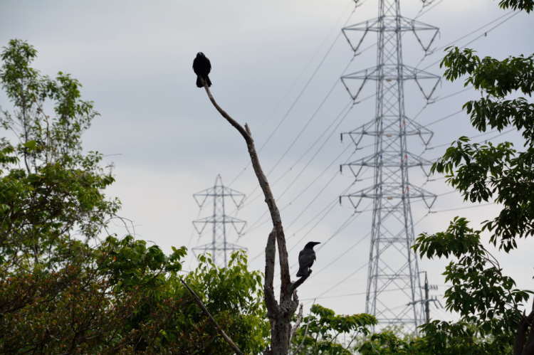 縄張りを監視する親ガラス