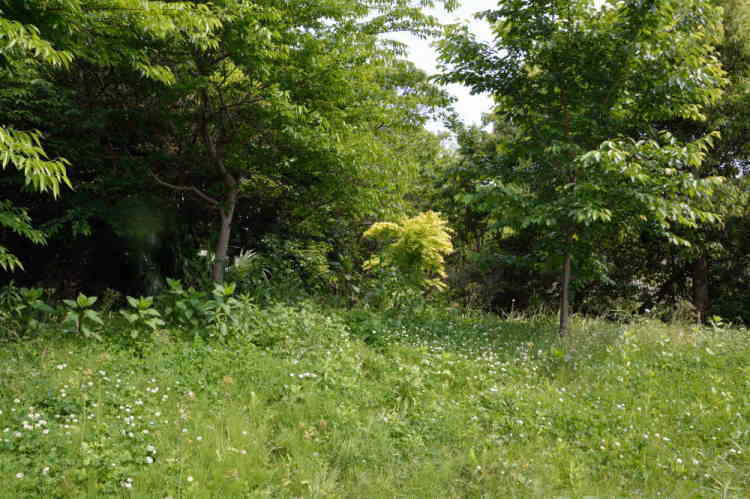 縄張りを移動した