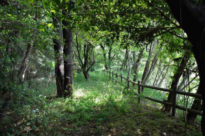 カラス一家の引っ越し先