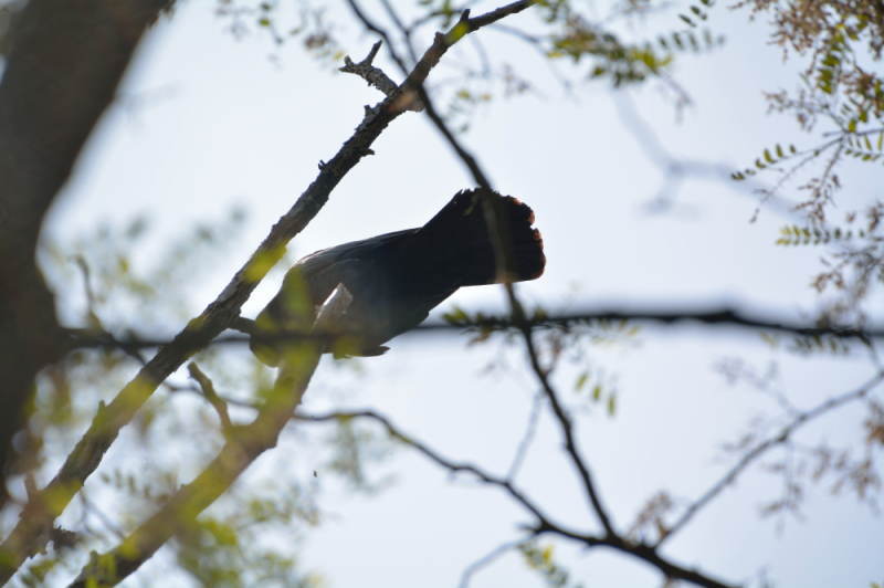 引っ越し先のカラスを発見