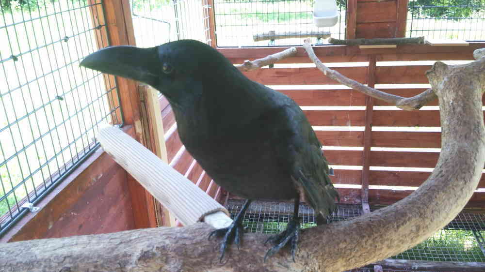 カラスのクチバシ