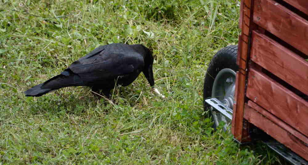 遊びに来たカラス