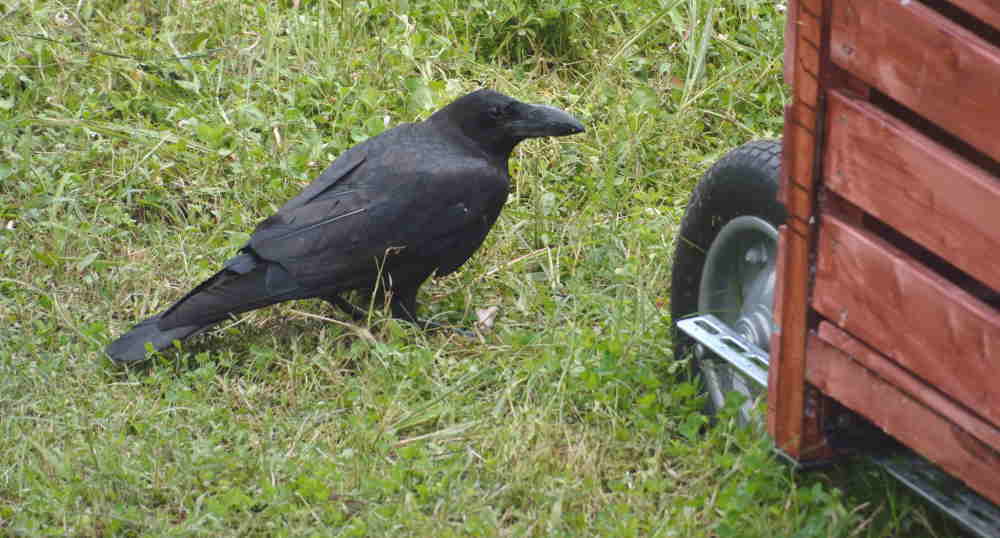 遊びに来たカラス