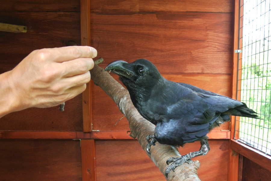 カラス小屋の制作