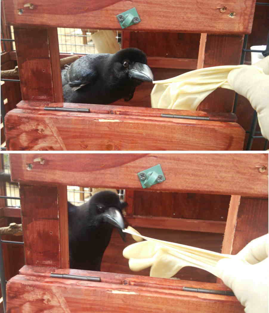 カラス小屋の制作