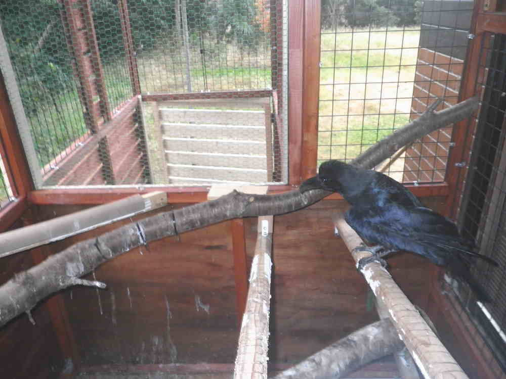 カラス小屋の制作