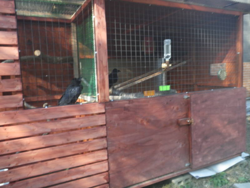 カラス小屋の制作