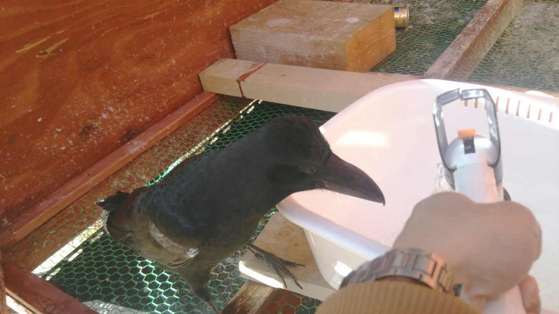 カラス小屋の制作