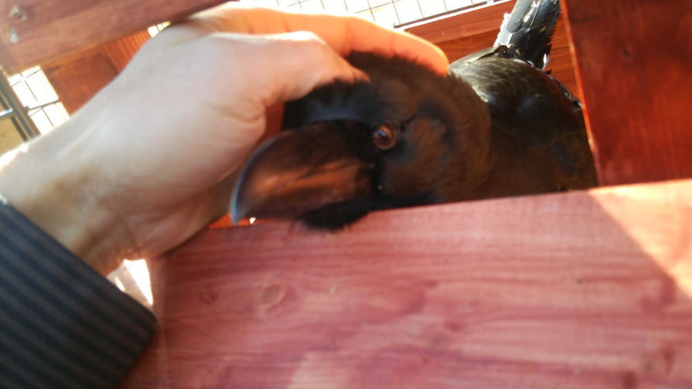 カラス小屋の制作