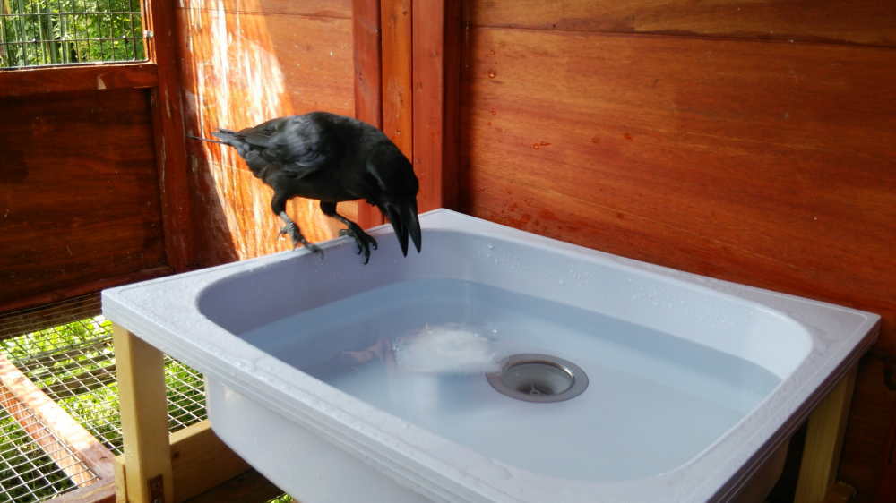 カラス小屋の制作