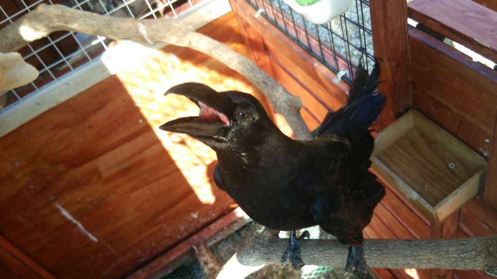 カラス小屋の制作