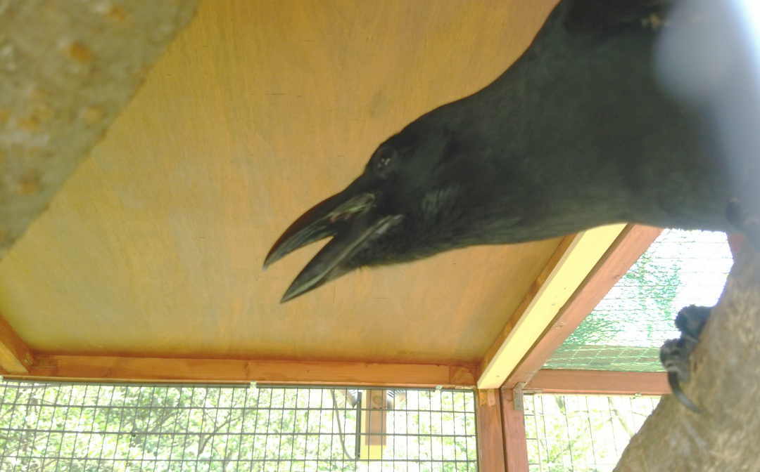 カラス小屋の制作