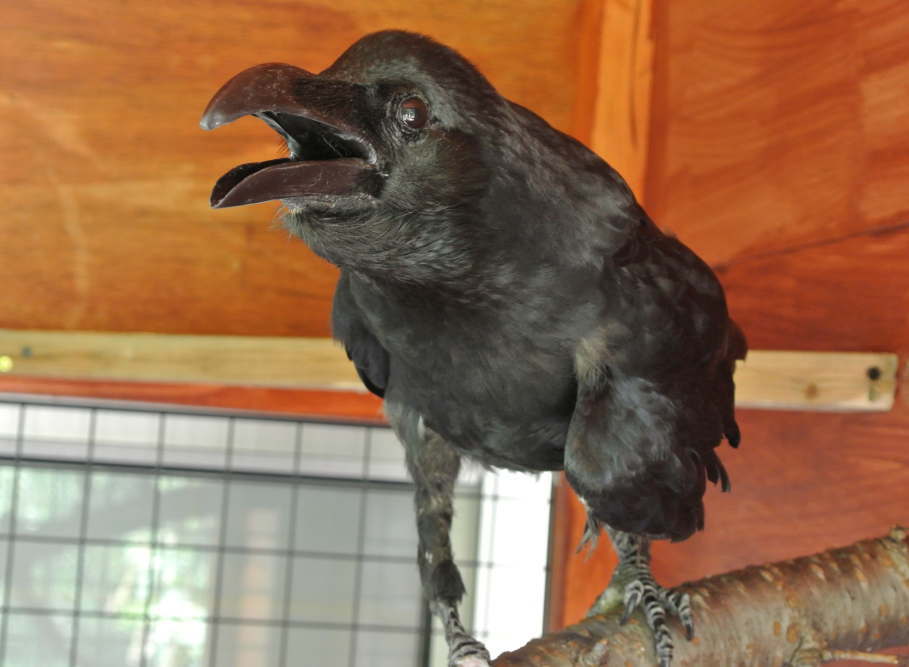 カラス小屋の制作