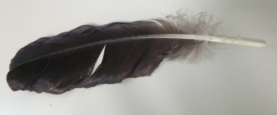 一枚のカラスの羽