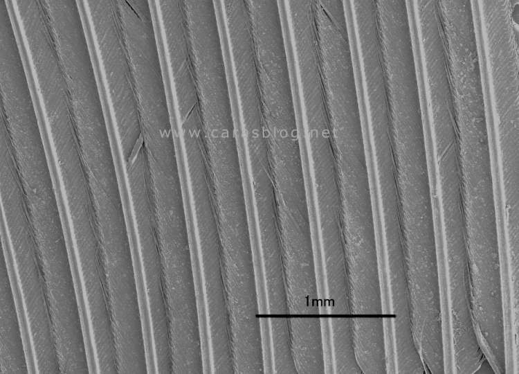 カラスの羽の電子顕微鏡画像