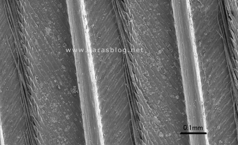 カラスの羽の電子顕微鏡画像