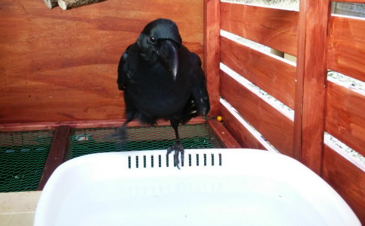 ご機嫌なカラス