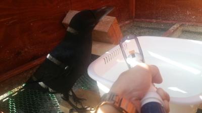 カラスは毎日水浴びをする