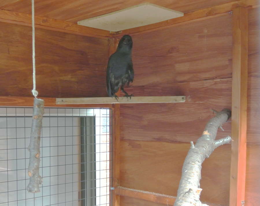 カラス小屋の制作