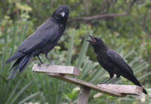 カラスの親子