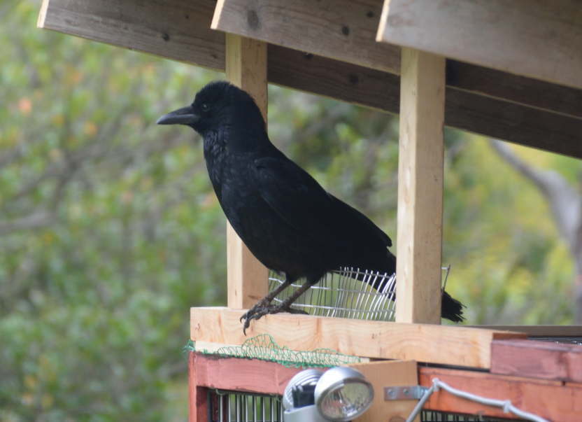 ハシボソガラス