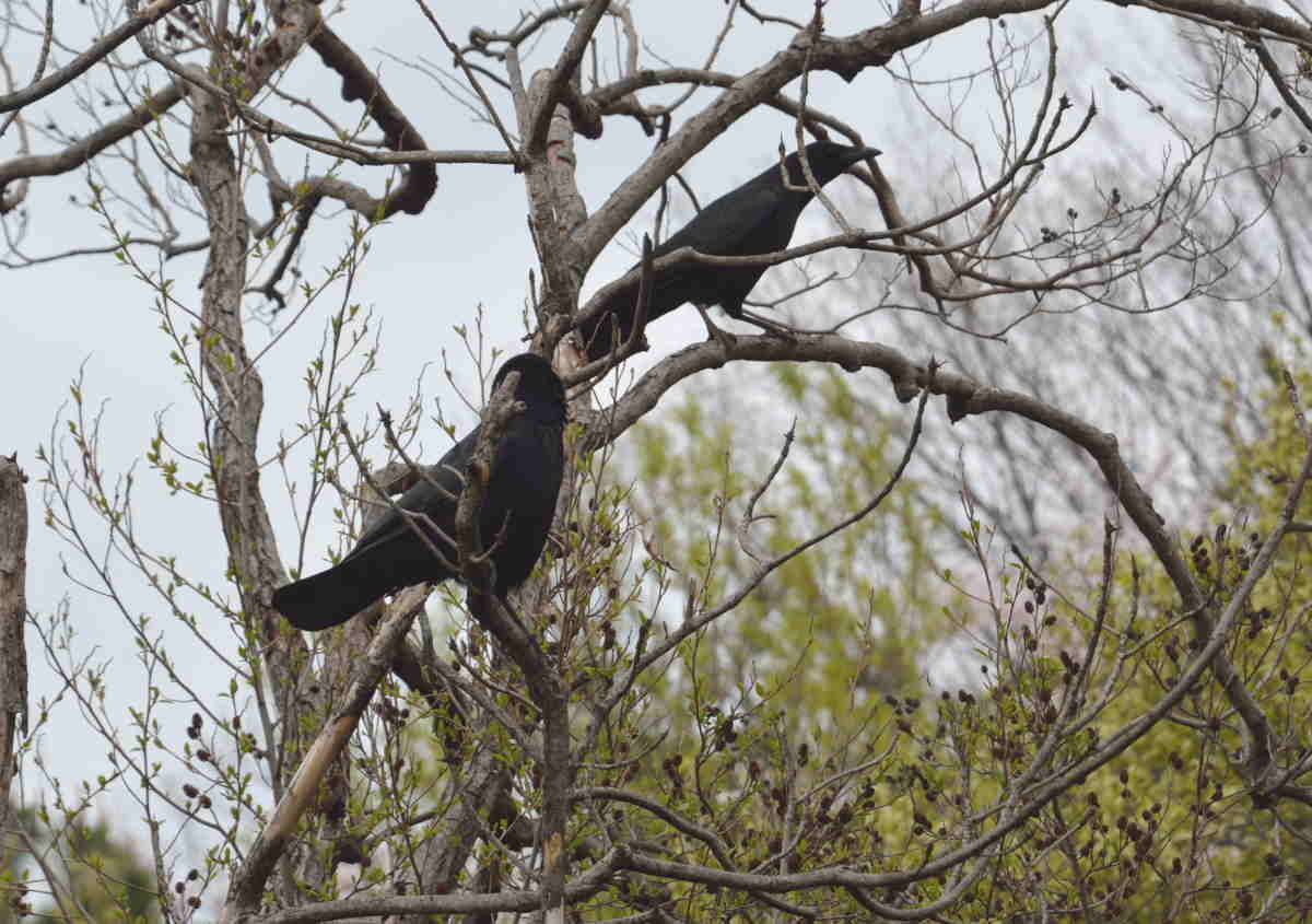 カラスの夫婦