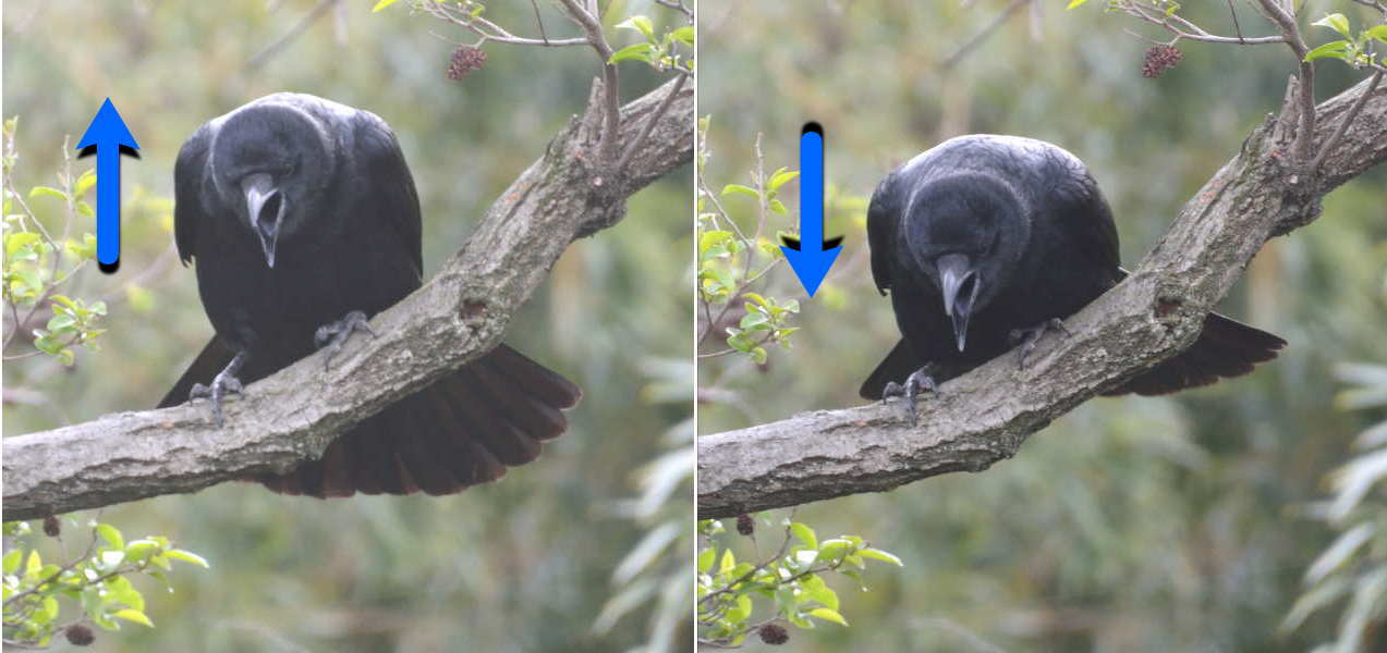 鳴き声を上げるハシボソガラス