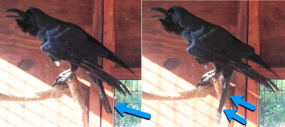 鳴き声を上げるハシブトガラス