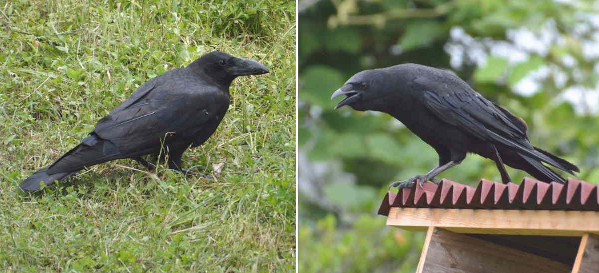 ハシブトガラス