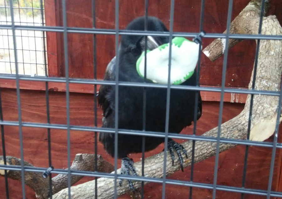 カエルのおもちゃ