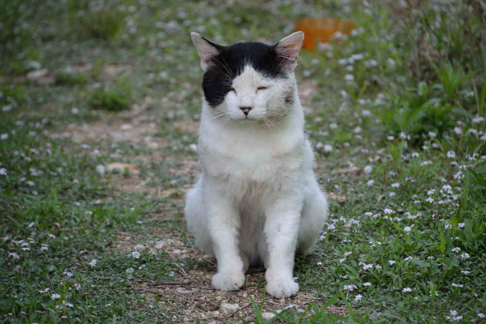 帰ってきたウシ