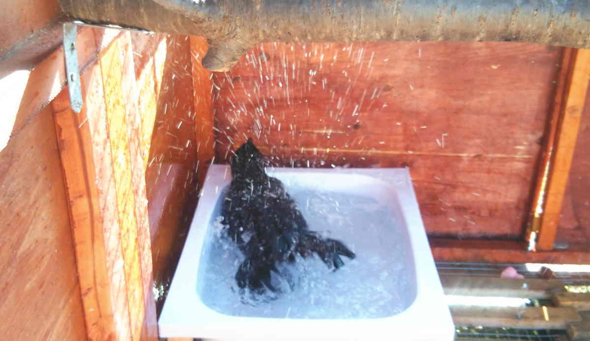 カラスの水浴び