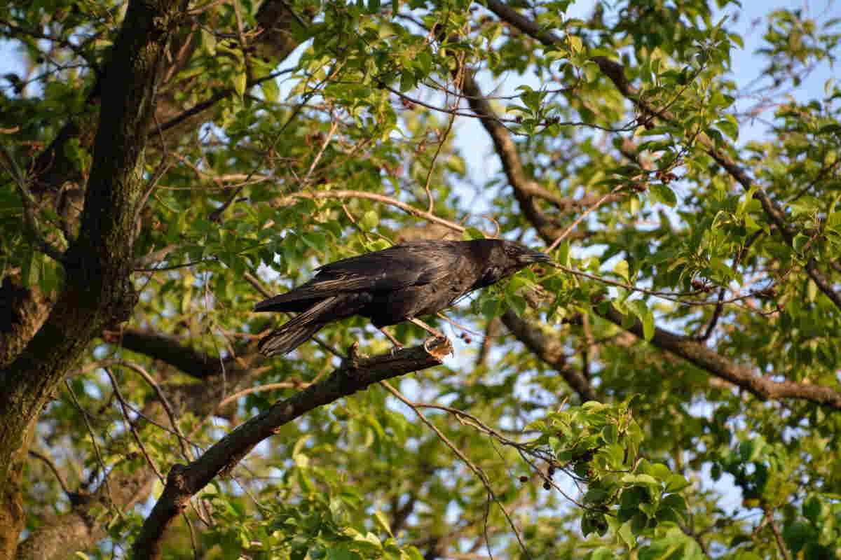木に隠れるカラス