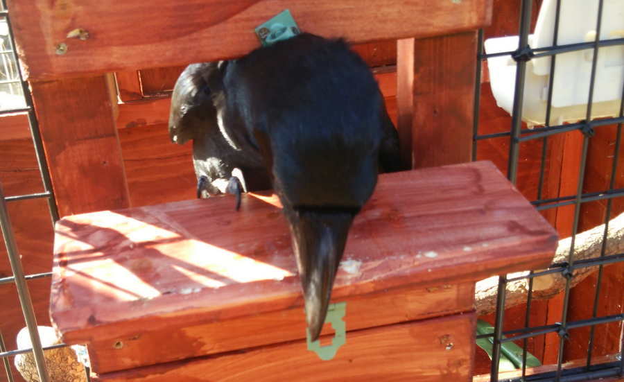 カラス小屋の制作