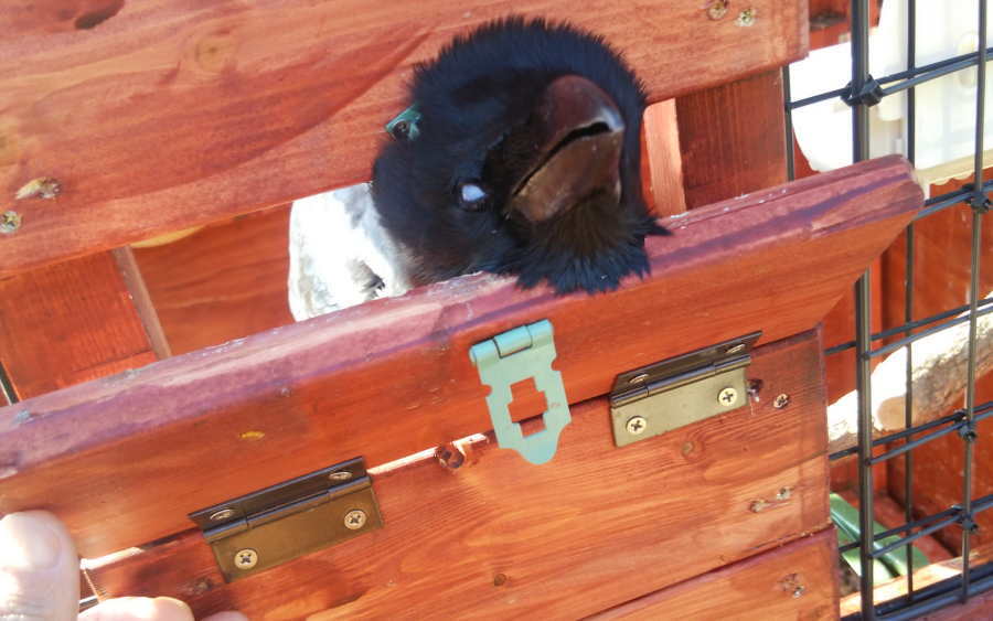 カラス小屋の制作