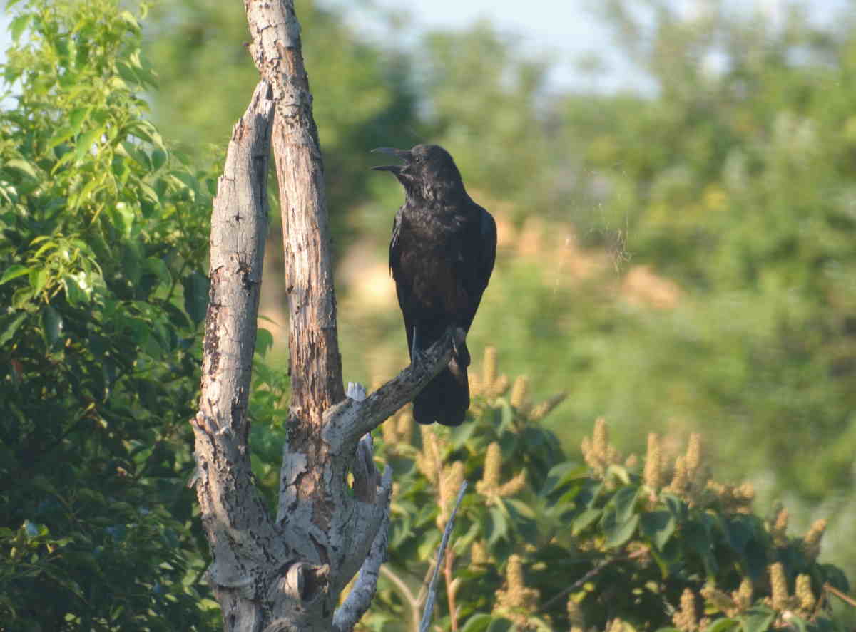真夏のカラス