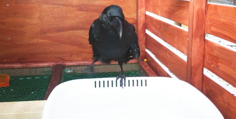 カラスの水浴び